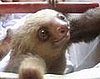 Friendly Sloth Says Hello