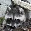 Tug-of-War With a Raccoon