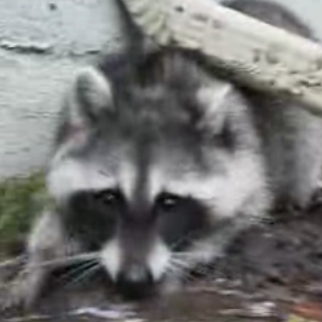 Tug-of-War With a Raccoon