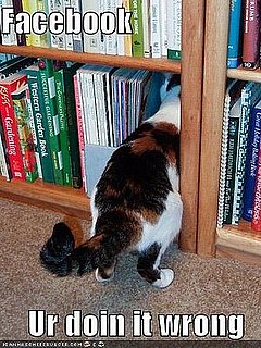 Icanhascheezburger Posts Job Search, Website Speaklolcat Can Help You