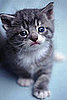 Website of the Day: Random Kitten Generator 