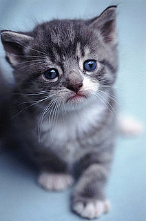 Website of the Day: Random Kitten Generator 