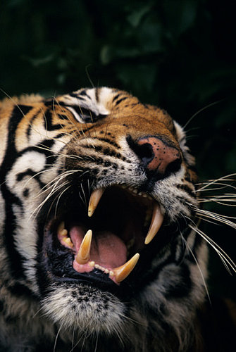 GRAWWWRR! Laptop Bags Inspired by the Jungle 