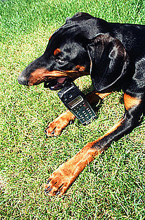Oh No, Puppy! Dog Swallows Cell Phone Whole