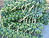 In Season: Brussels Sprouts