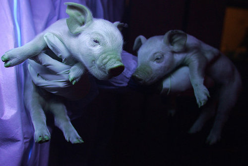 Labeling Won't Be Required For Genetically Engineered Animals 