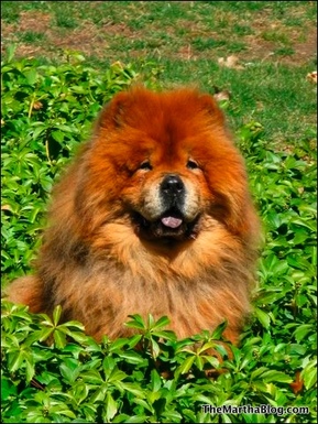 The Passing of Paw Paw: Martha's Cute Chow Chow Dies The Passing of Paw Paw: Martha's Cute Chow Chow Dies