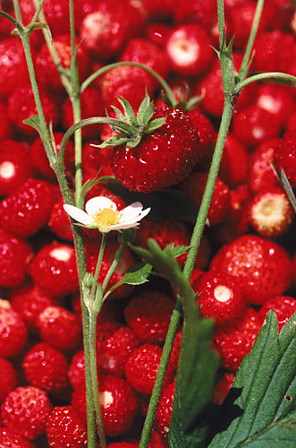Spring Strawberry Pie Spring Strawberry Pie