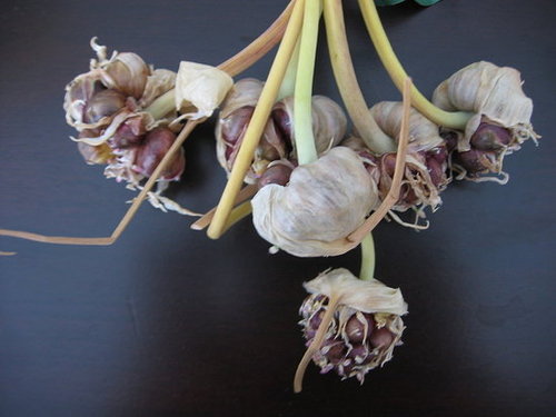 Scape: The Other Side of Garlic