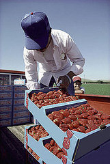 Fact or Fiction? Buying Local Reduces Carbon Footprints Fact or Fiction? Buying Local Reduces Carbon Footprints
