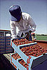 Fact or Fiction? Buying Local Reduces Carbon Footprints