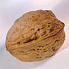 Match the Nut Shell to the Nut!
