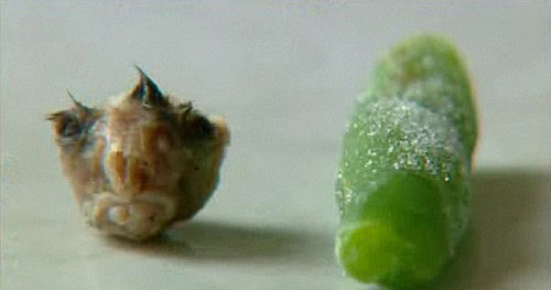 Woman Finds Mouse Head in Frozen Green Beans