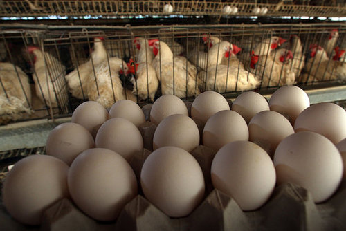 Animal Rights Proposition Passes in California