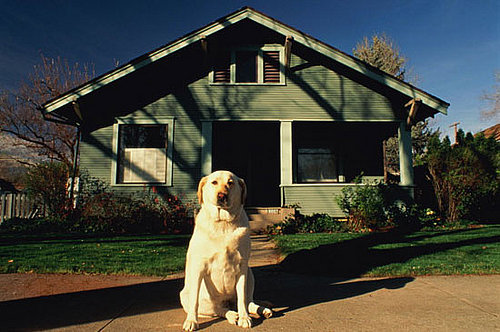 Prepping For A Pet Sitter