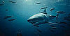 Tracking Great White Sharks