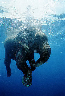 Ancient Elephant Relatives Lived in Water