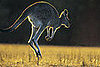 Kangaroo Creature Features on Petsugar