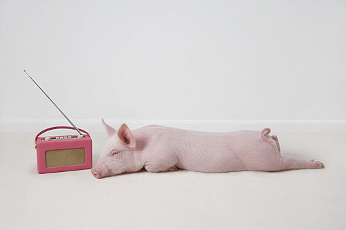 Pet Life Radio Brings the Pet Info to Your iPod