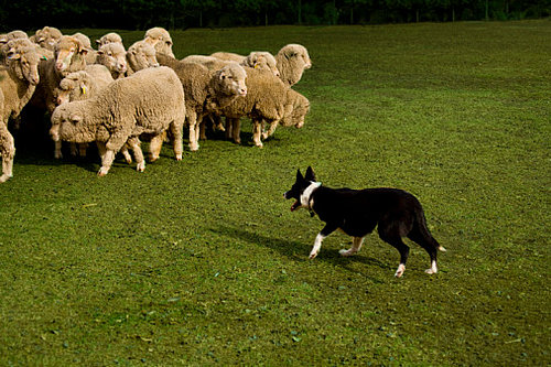 Herding Camps Find a Dog's Natural Job