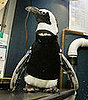 Penguin Gets Fitted For Wetsuit