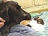Dog Nurses Kittens Back to Health