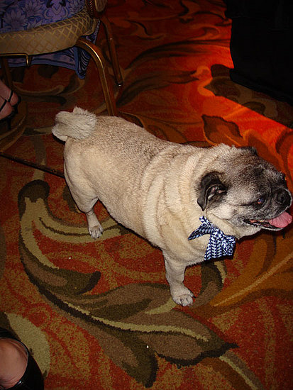 Buddha the Pug Buddha the Pug