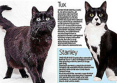 Shocking Reasons Cats Are Dumped in Shelters Shocking Reasons Cats Are Dumped in Shelters