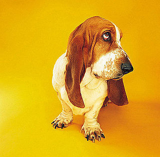 Weekly Petsugar Recap Quiz 2008-05-24 11:00:29