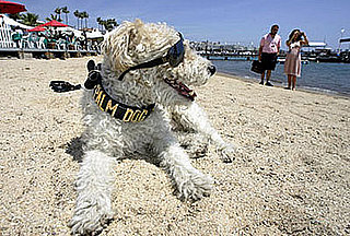 The Top Dog in Cannes Receives Palm Dog