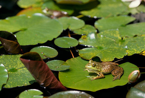 The Scoop: Putting Frog Genes on Ice