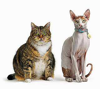 Weekly Petsugar Recap Quiz 2008-06-21 09:00:58