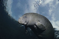 Test Your Knowledge on The Manatee