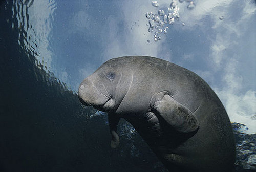 Test Your Knowledge on The Manatee