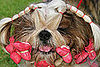 Weekly Petsugar Recap Quiz 2008-06-14 07:00:35