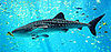 What Do You Know About Whale Sharks?