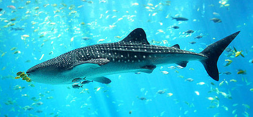 What Do You Know About Whale Sharks?