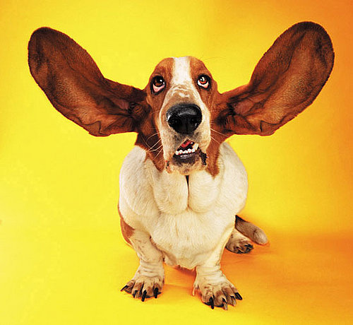 Dirty Ears Dirty Ears