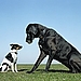 Size Matters