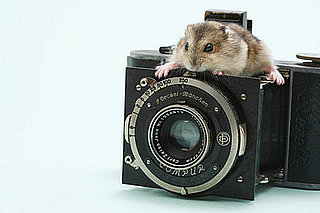 Pet Photos on Petsugar
