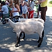 Lambs Galore