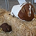 Hey, Baby Goat!