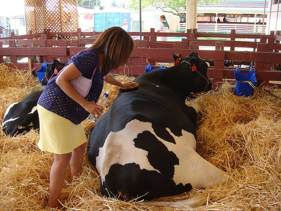 Cow Encounters