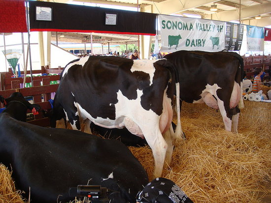 Cow Crossing