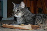 Pet Pics on Petsugar 2008-06-27 08:00:03