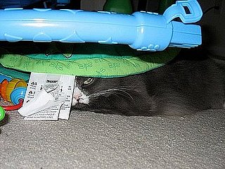 Pet Pics on Petsugar 2008-06-25 08:00:39