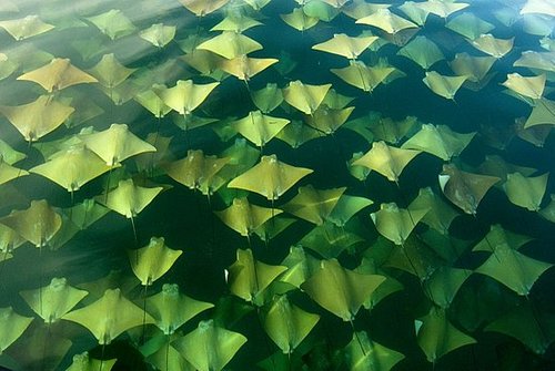 Huge Stingray School Heads North