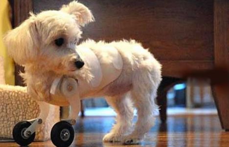 Maltese With Two Legs Gets Around On Model Airplane Wheels