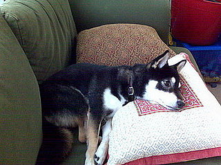 Pet Pics on Petsugar 2008-07-02 08:00:43