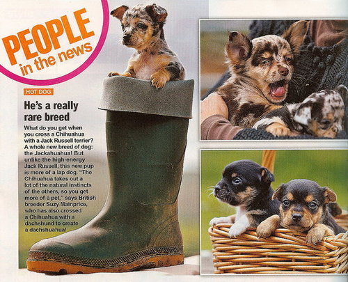 New Dog Breed Blends Chihuahua and Jack Russell